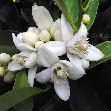 Neroli Absolute Oil 